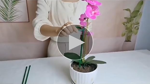10 consejos para evitar que las flores de tu orquídea se caigan