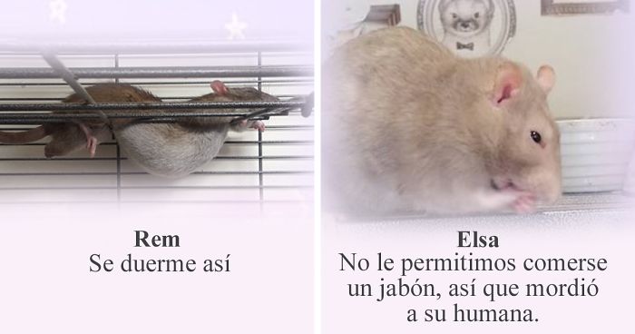 10 fascinantes curiosidades sobre los hamsters que te sorprenderán