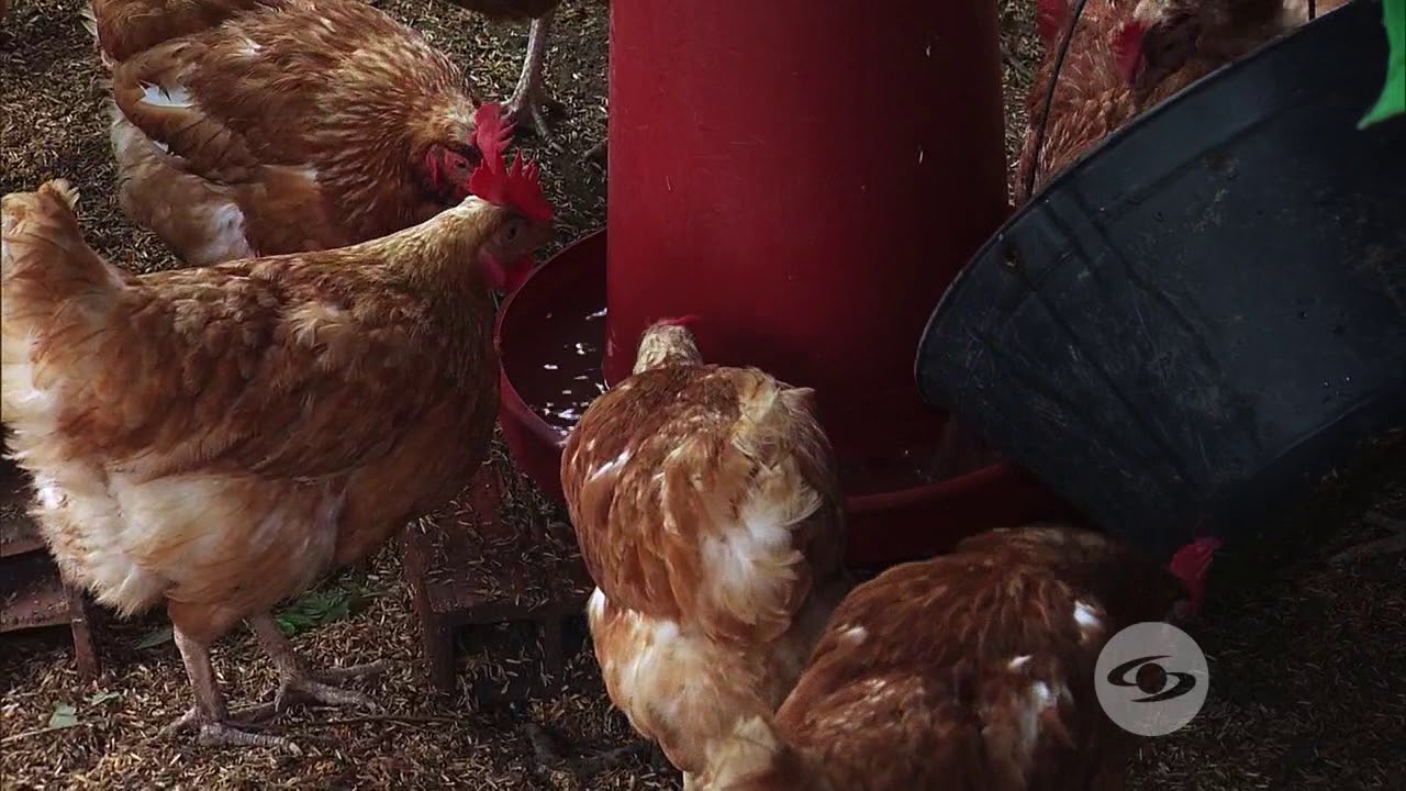 5 creativas ideas para evitar que las gallinas se coman sus propios huevos