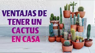 5 increíbles beneficios de tener cactus en tu hogar