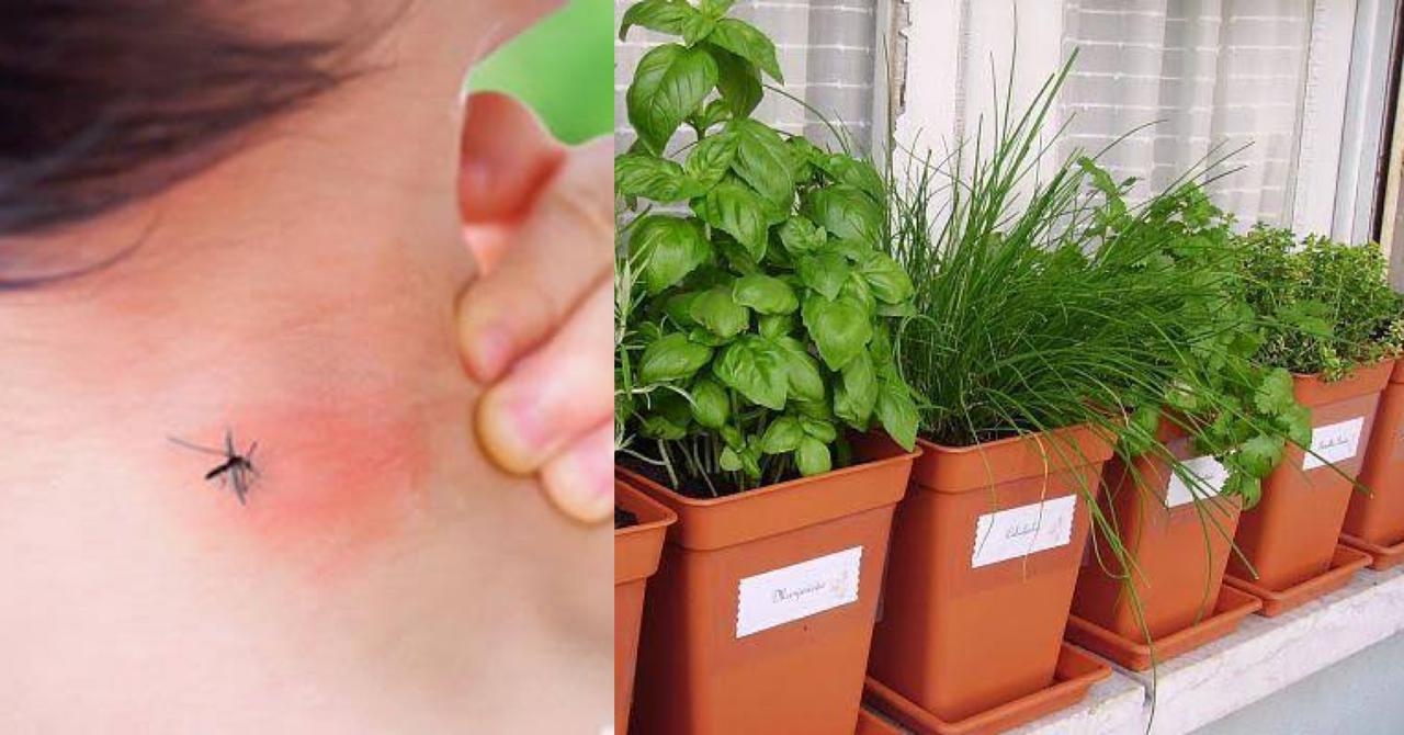 5 plantas efectivas para repeler mosquitos en tu jardín