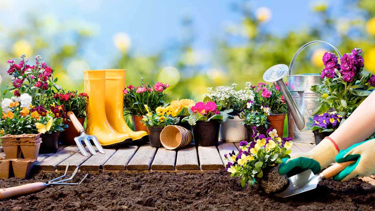5 plantas ideales para sembrar en mayo: consejos de una experta en jardinería