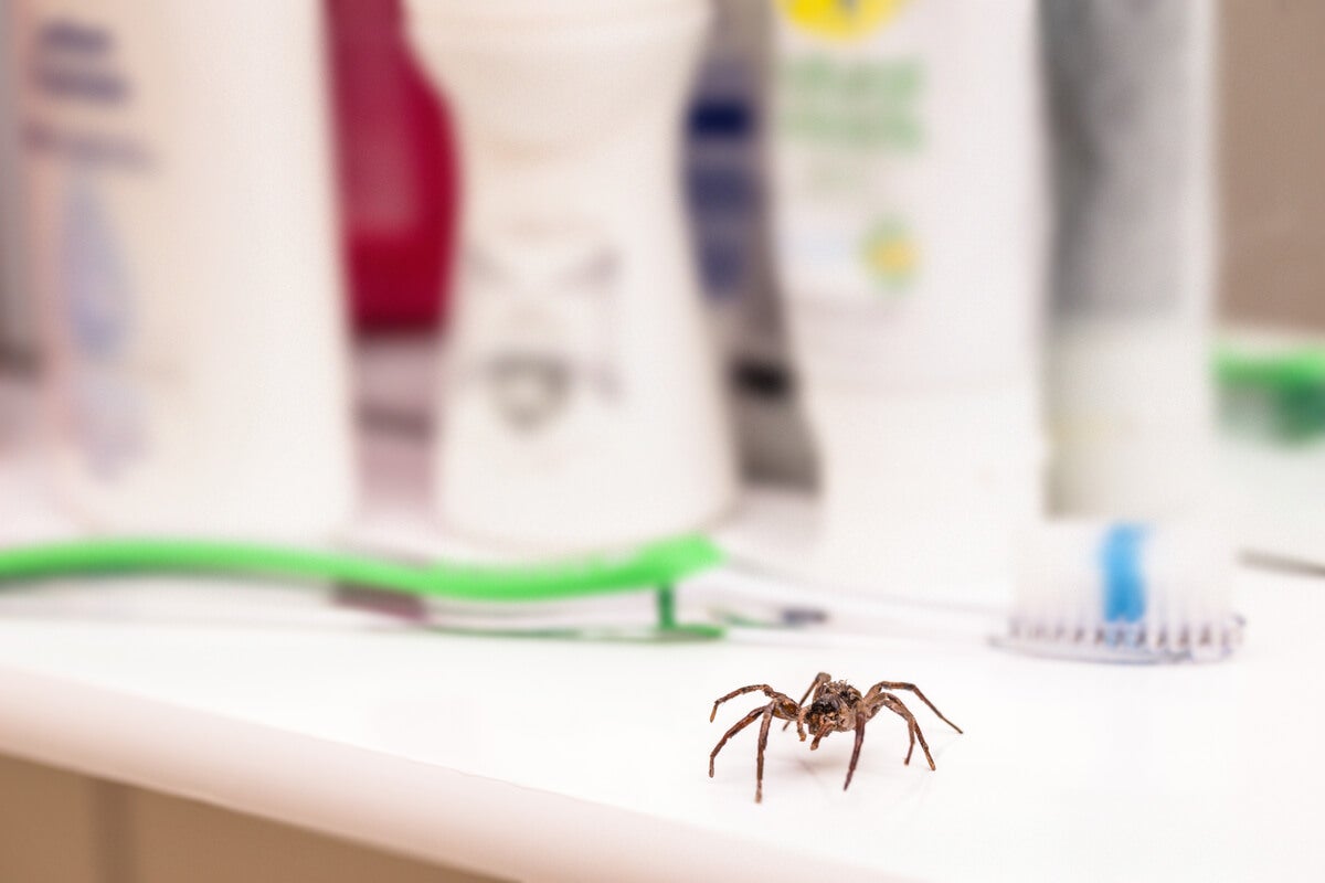 7 consejos efectivos para eliminar arañas en casa de forma natural