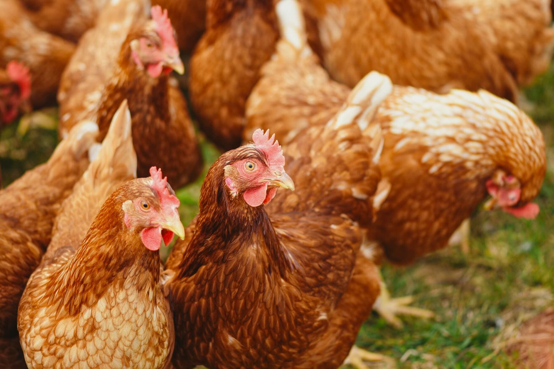 Alimentación ideal para gallinas ponedoras: todo lo que necesitas saber