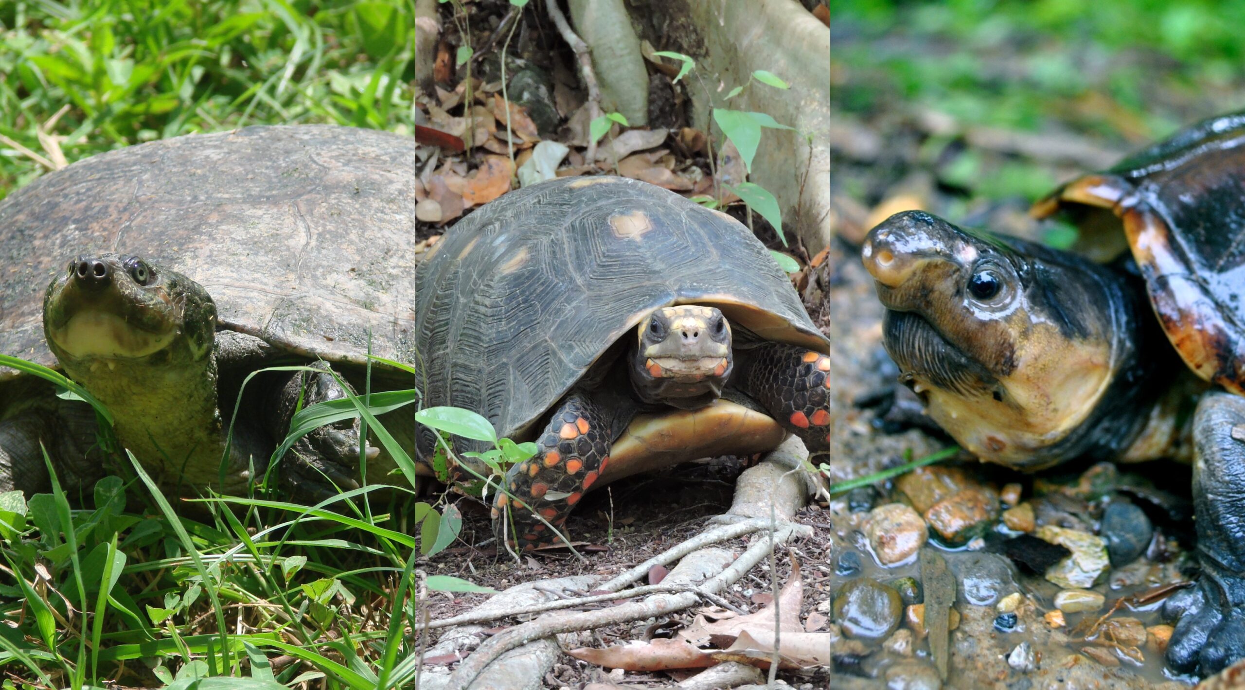 Alimentación natural de las tortugas terrestres: todo lo que debes saber