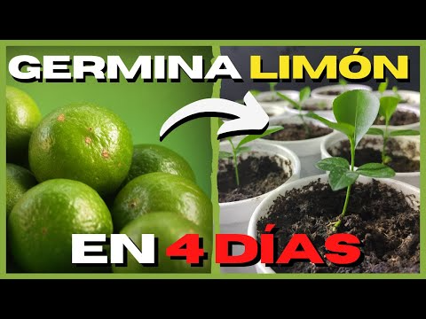 Aprende a plantar frutillas fácilmente en 7 simples pasos