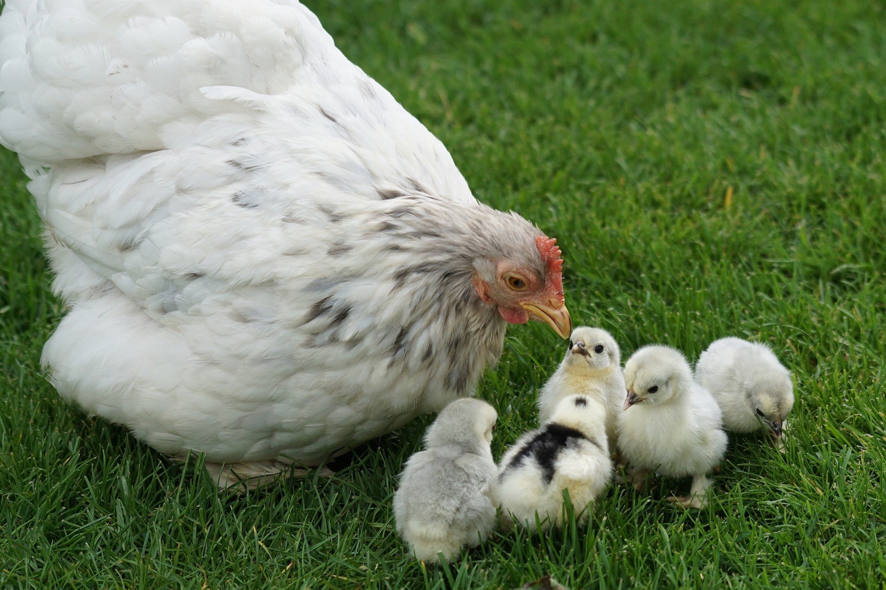 Aumenta la producción de huevos: consejos para que tus gallinas pongan más