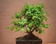 Cómo cuidar un bonsái olivo: consejos de una experta en jardinería