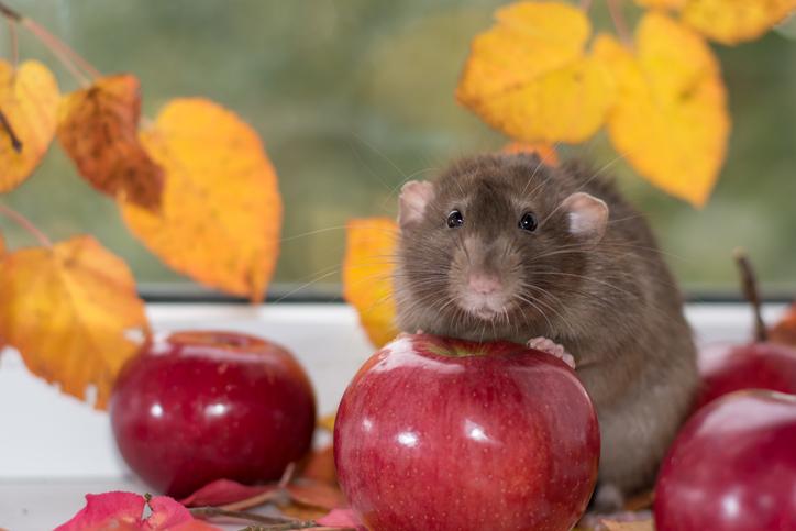 Conoce los diferentes tipos de roedores domésticos y cómo cuidarlos
