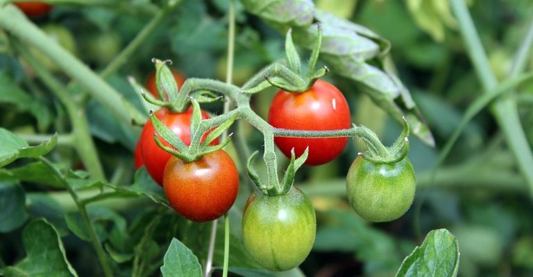 Consejos expertos para cuidar tomates en maceta y obtener una cosecha abundante