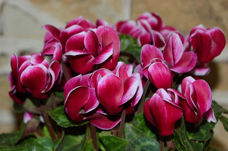 Consejos expertos para el cuidado del bulbo de tulipán