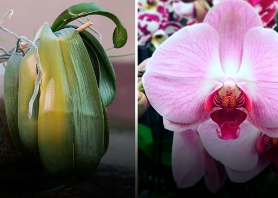 Consejos expertos para el riego y cuidado de las orquídeas