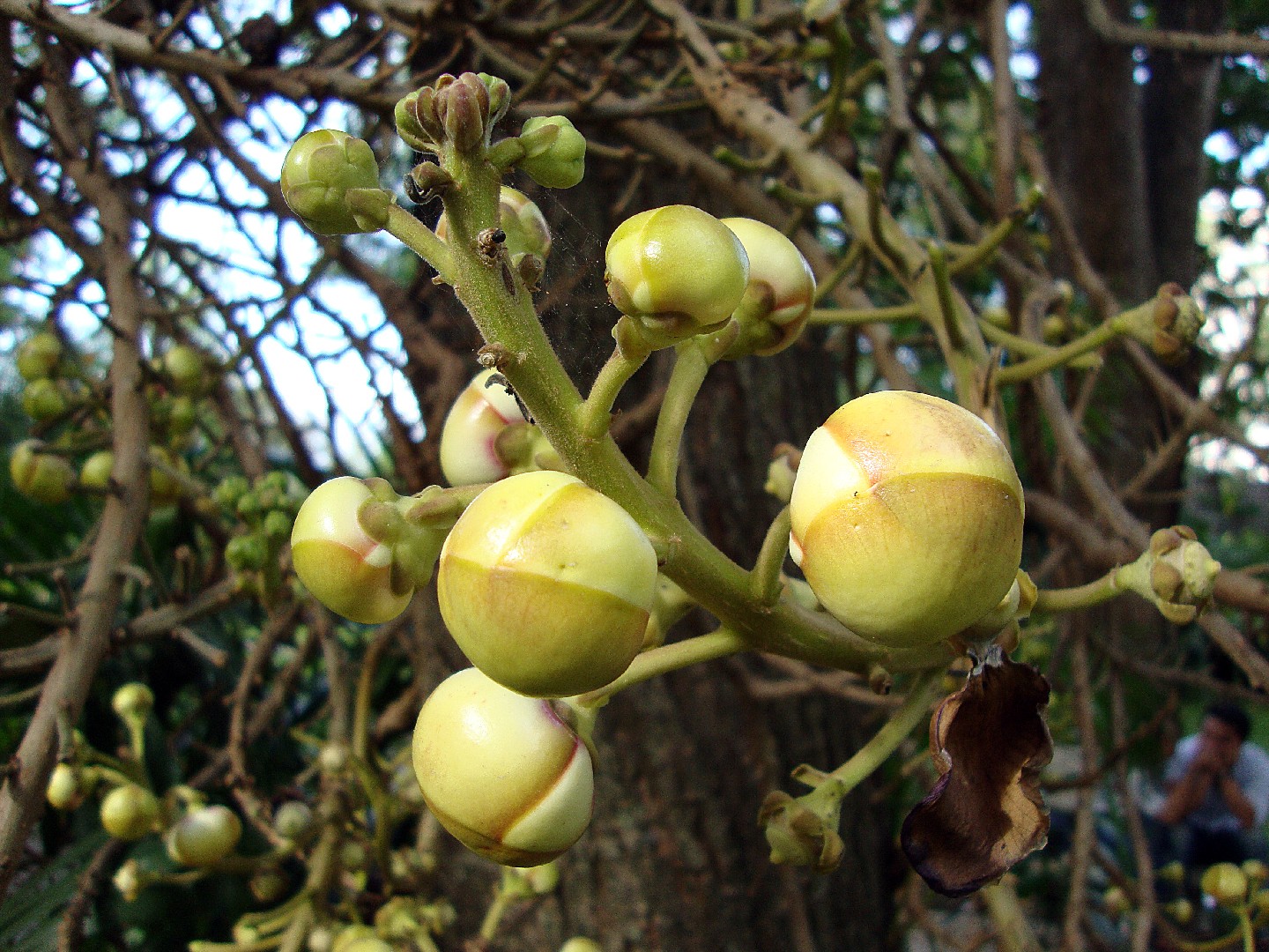 Cultiva arboles frutales de clima frio con éxito: guía experta