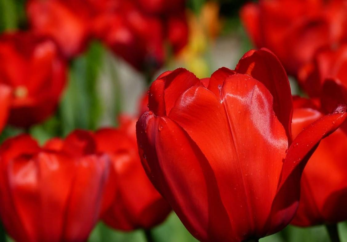 El simbolismo del tulipán rojo: un vistazo a su significado
