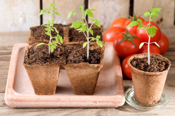 Guía completa: Distancia ideal para plantar semillas en centímetros