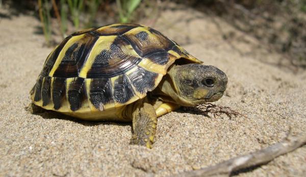 Guía completa para cuidar tortugas de agua en peceras: consejos de una experta en jardinería