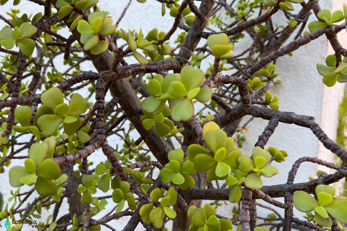 Guía completa para cuidar tu bonsái árbol de la abundancia