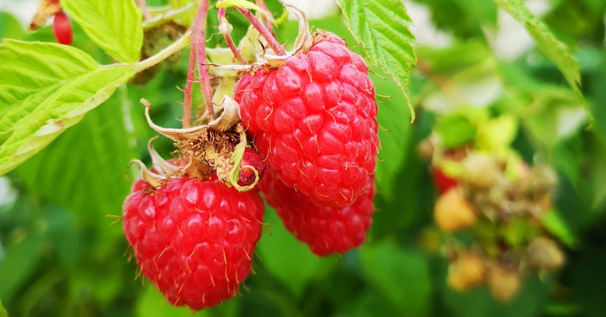 Guía completa para cultivar fresas en macetas: consejos expertos