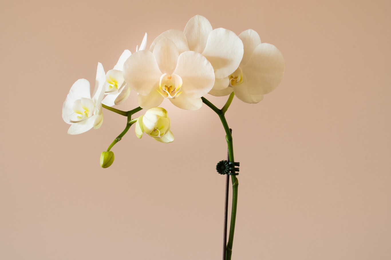 Guía completa para podar las varas de las orquídeas: consejos y mejores momentos