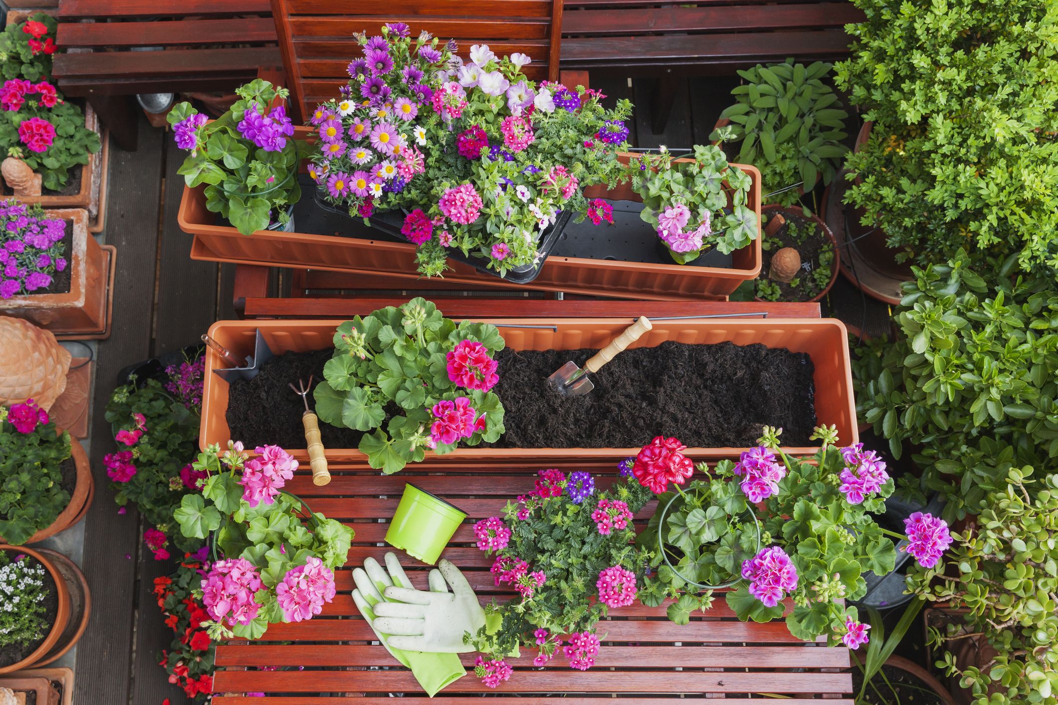 Guía completa para trasplantar geranios por esquejes: consejos de un experto en jardinería