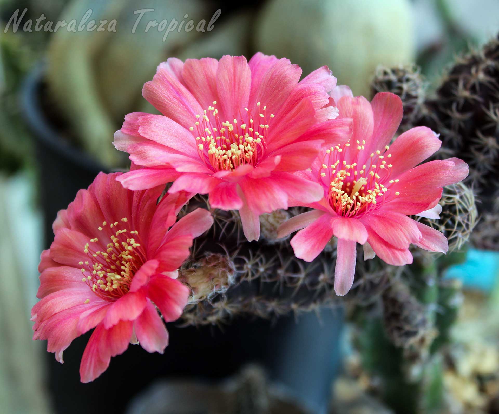 La efímera belleza de la flor de cactus de un día: todo lo que debes saber