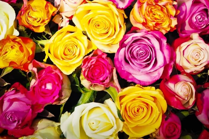 Las Rosas Exquisitas: Maravillas Florales que te Sorprenderán