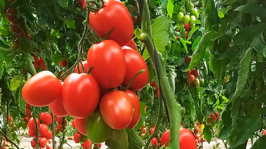 Los mejores métodos de cultivo de tomate: guía completa y consejos