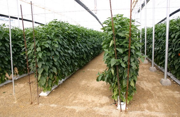 Mejora el crecimiento de tus tomates con nuestros sistemas de entutorado