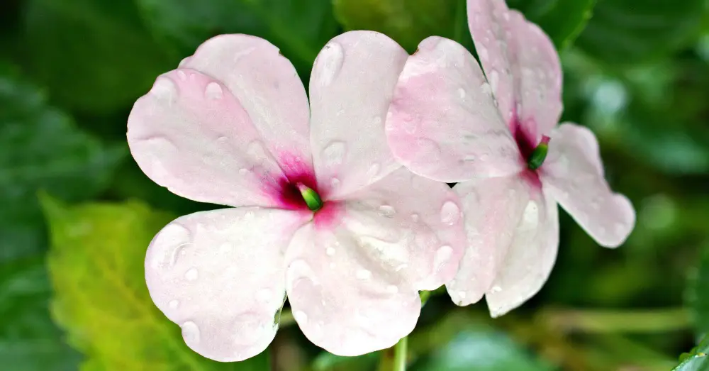 Revitaliza tus calas: consejos para cuidarlas cuando se seca la flor