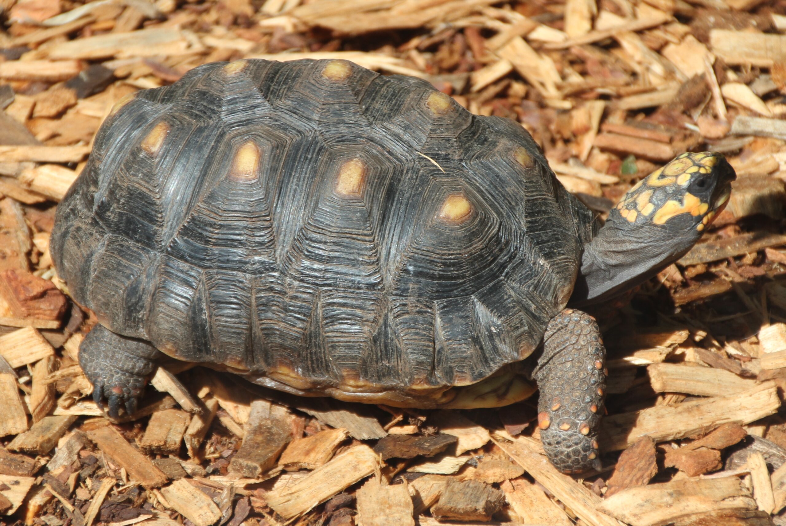 Secretos sobre el tiempo de hibernación de las tortugas