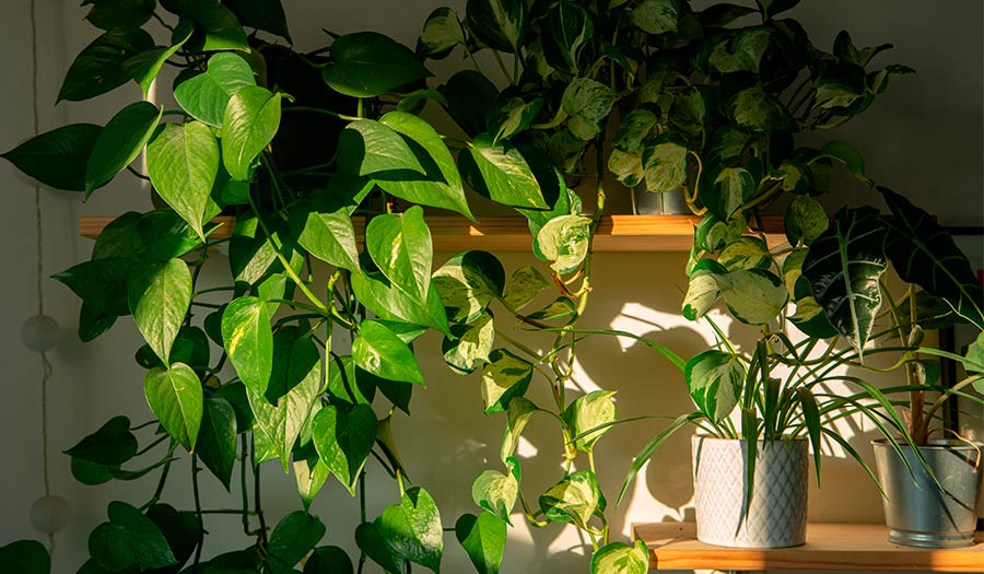 Transforma tus plantas: Guía práctica para cambiar de maceta