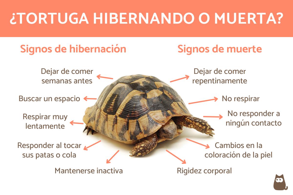 ¿Tu tortuga está hibernando o muerta? Aprende a identificar los signos
